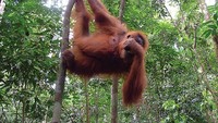 Orangutan di Taman Nasional Gunung Leuser, NAD (sumber: iguide.travel)