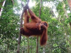 Yuk, Bertemu Orangutan di 4 Hutan Ini!