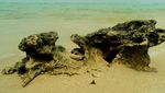 Yuk, Berwisata Bakau di Pulau Tidung!