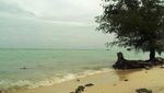 Yuk, Berwisata Bakau di Pulau Tidung!