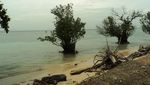 Yuk, Berwisata Bakau di Pulau Tidung!
