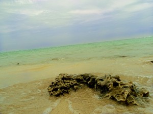 Yuk, Berwisata Bakau di Pulau Tidung!
