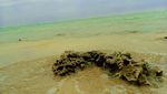 Yuk, Berwisata Bakau di Pulau Tidung!
