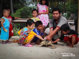 Yuk, Ikut Melepasliarkan Penyu di Pulau Pari!