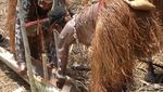 Yuk! Ikut Para Mama di Kaugapu Mengolah Sagu