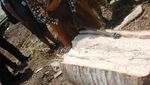 Yuk! Ikut Para Mama di Kaugapu Mengolah Sagu