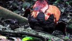 Yuk ke Kebun Raya Bogor, Bunga Rafflesia sedang Mekar