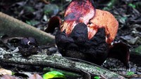 Bunga Rafflesia patma yang sudah mulai layu, menempel di akar tanaman inangnya di Kebun Raya Bogor, Jawa Barat