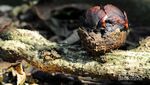 Yuk ke Kebun Raya Bogor, Bunga Rafflesia sedang Mekar