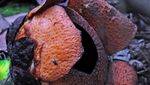Yuk ke Kebun Raya Bogor, Bunga Rafflesia sedang Mekar