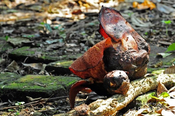 Inang Raflessia Yuk ke Kebun Raya Bogor, Bunga Rafflesia sedang Mekar