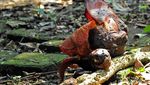Yuk ke Kebun Raya Bogor, Bunga Rafflesia sedang Mekar
