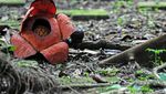 Yuk ke Kebun Raya Bogor, Bunga Rafflesia sedang Mekar