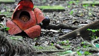 Rafflesia patma Blume (Raffl) sedang mekar di kawasan Kebun Raya Bogor, Jawa Barat. Rafflesia patma merupakan salah satu jenis Rafflesia yang merupakan endemik jawa.