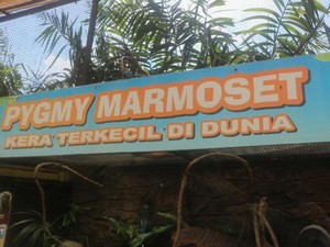 Yuk, Kenalan dengan Kera Terkecil Dunia di Batu Secret Zoo