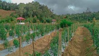 Ladang cabe warga