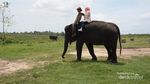 Yuk, Lihat Gajah di Taman Nasional Tertua di Indonesia!
