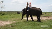 Traveler boleh ikut memandikan, kamu bisa menaiki gajah juga