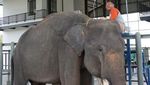 Yuk, Lihat Gajah di Taman Nasional Tertua di Indonesia!