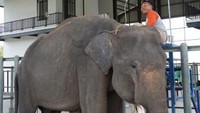 Ini penanganan ketika ada gajah yang sakit. Bahkan ada dokter perempuan yang bertugas di sini