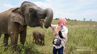 Gajah ini kita temukan saat dia bersembunyi di semak-semak bersama anaknya. Kamu boleh memberi makan dengan persetujuan petugas