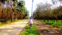 Jalan masuk menuju pantai di kelilingi hutan pohon karet.