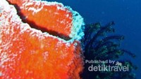Ciri khas biota laut Gorontalo, Bunga Karang Raksasa Salvado