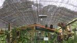 Yuk, Pesta Bunga di Taman Bukit Bougenville Singkawang