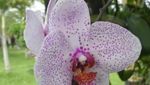 Yuk, Pesta Bunga di Taman Bukit Bougenville Singkawang