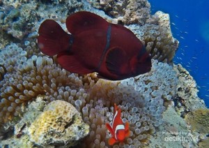 Yuk Selami Bawah Laut Bunaken