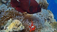 Beberapa spesies ikan di Sulawesi Utara
