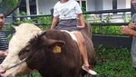 Yuk, Wisata Perah Susu Sapi di Bogor