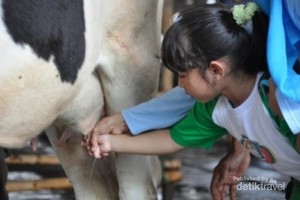 Yuk, Wisata Perah Susu Sapi di Bogor