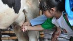 Yuk, Wisata Perah Susu Sapi di Bogor
