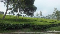 Perkebunan teh Malabar yang hijau dan segar