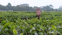 Hijaunya Perkebunan teh Malabar