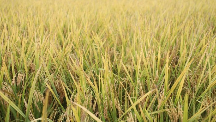 Food Estate Kalteng