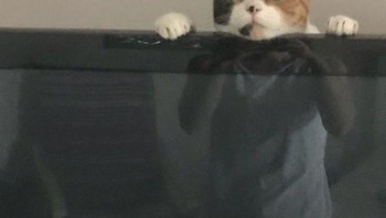 Kucing jadi-jadian. Foto: Bored Panda