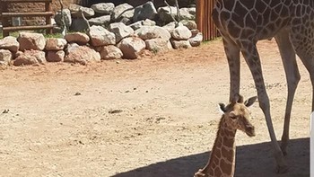 Jerapa punya bayangan unicorn. Foto: Bored Panda