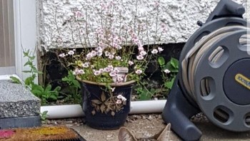 Kucing tanpa body. Foto: Bored Panda