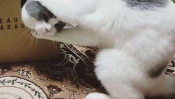 Kepalanya lepas. Foto: Bored Panda