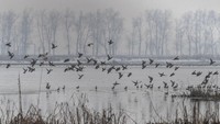 Ribuan burung itu datang dari Eropa timur, Jepang, dan Turki untuk mencari makan dan berkembang biak di lahan basah yang terletak di antara puncak gunung dan dataran tinggi di kawasan Himalaya.