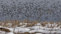 Kicauan ribuan burung yang yang mengunjungi Kashmir selama migrasi musim dingin disambut baik oleh penduduk di kawasan tersebut.