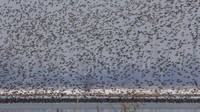 Pejabat setempat mengatakan setidaknya 700.000 burung telah berbondong-bondong ke Kashmir dalam dua bulan terakhir dan memperkirakan lebih banyak akan tiba karena suhu meningkat pada bulan Februari.