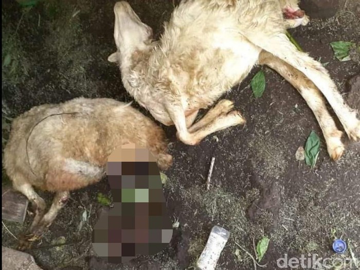 Warga Desa Sempol, Kecamatan Ijen mendadak heboh. Sebab, belasan kambing warga luka-luka dan mati secara misterius.