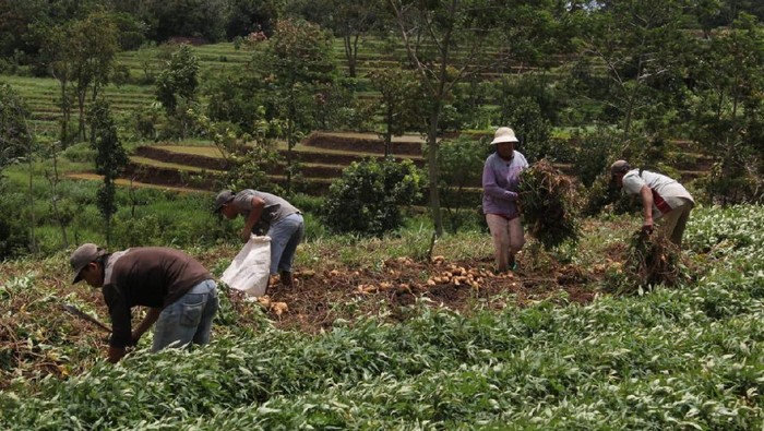 petani ubi