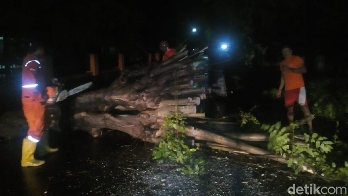 Pohon Tumbang Sempat Macetkan Lalu Lintas di Jalur Pantura Situbondo