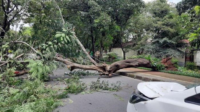 Pohon tumbang timpa sebuah mobil di Menteng, Jakpus