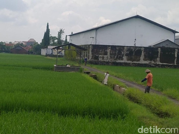 Sepasang pria-wanita terekam diduga berbuat mesum di tengah sawah, Kabupaten Pekalongan, Kamis (4/2/2021).
