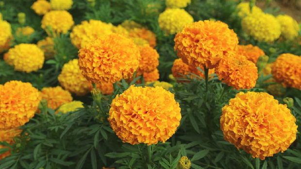 Vibrant Orange and Yellow Blooming Marigold Flowers Field